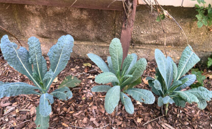 Gardening – Shade Vegetables