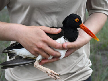 Climate Shorebird Revival