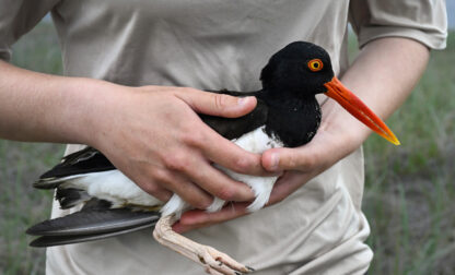 Climate Shorebird Revival