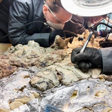 Poland Prehistoric Amphibian