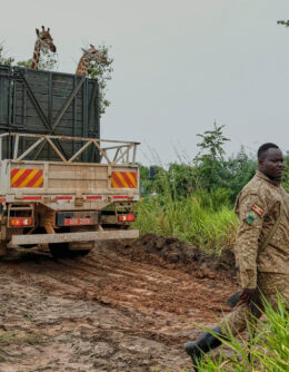 APTOPIX Uganda Giraffe Translocation