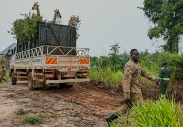 APTOPIX Uganda Giraffe Translocation