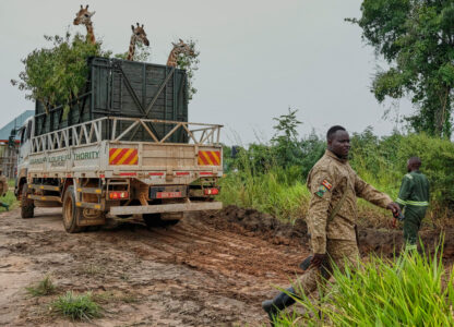 APTOPIX Uganda Giraffe Translocation