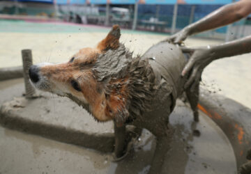 South Korea Mud Festival