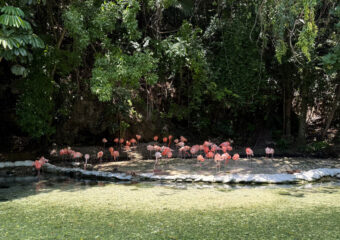 Dominican Republic Rescued Animals