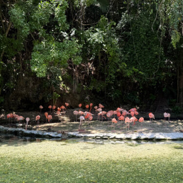 Dominican Republic Rescued Animals