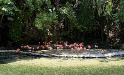 Dominican Republic Rescued Animals