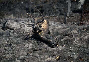 France Wildfires
