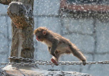 Japan Monkey Birthday
