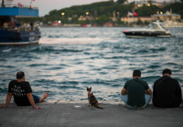 Turkey Istanbul’s Cats
