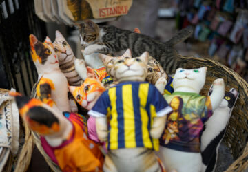 Turkey Istanbul’s Cats