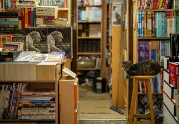 Turkey Istanbul’s Cats