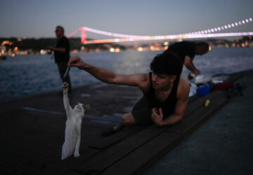 Turkey Istanbul’s Cats