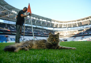 Turkey Istanbul’s Cats