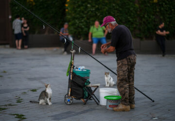 Turkey Istanbul’s Cats