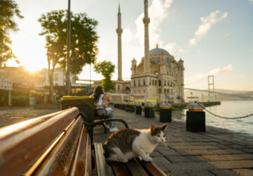 Turkey Istanbul’s Cats