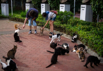 Turkey Istanbul’s Cats