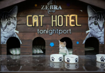 Turkey Istanbul’s Cats