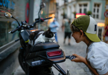 Turkey Istanbul’s Cats