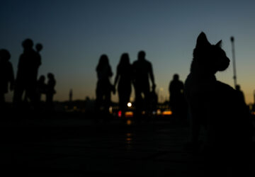 APTOPIX Turkey Istanbul’s Cats