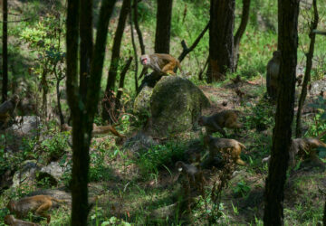Nepal Monkeys Photo Essay