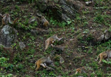 Nepal Monkeys Photo Essay