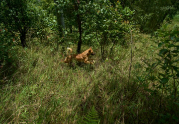 Nepal Monkeys Photo Essay