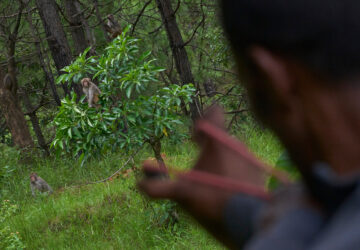 APTOPIX Nepal Monkeys Photo Essay