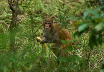 Nepal Monkeys Photo Essay