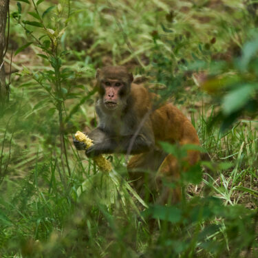 Nepal Monkeys Photo Essay