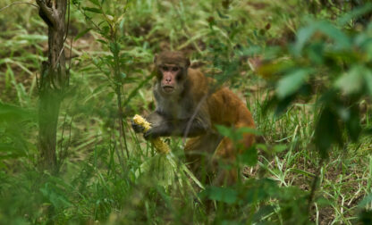 Nepal Monkeys Photo Essay