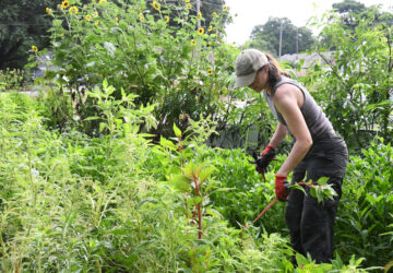 Gardening Crowdsourcing Flower Beds