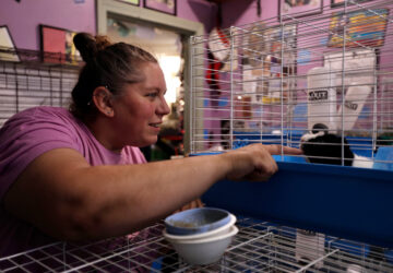 Guinea Pig Sanctuary