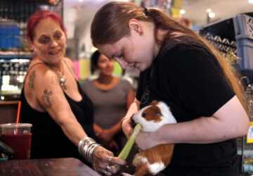 Guinea Pig Sanctuary