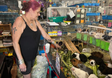 Guinea Pig Sanctuary