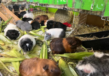 Guinea Pig Sanctuary