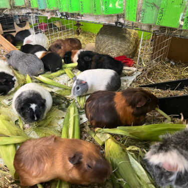 Guinea Pig Sanctuary