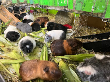 Guinea Pig Sanctuary