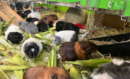 Guinea Pig Sanctuary
