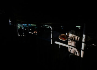 APTOPIX Mexico Diary Farm