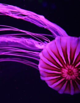 APTOPIX Florida Jellyfish Museum