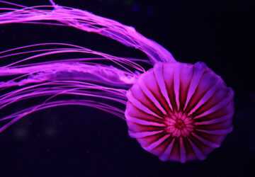 APTOPIX Florida Jellyfish Museum