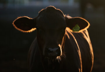 Mexico US Cattle Exports