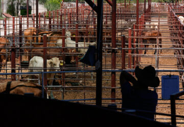 Mexico US Cattle Exports