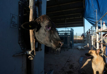 Mexico US Cattle Exports