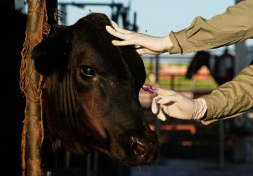 Mexico US Cattle Screwworm