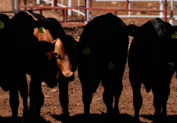 Mexico US Cattle Screwworm