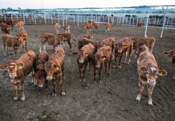Mexico US Cattle Screwworm
