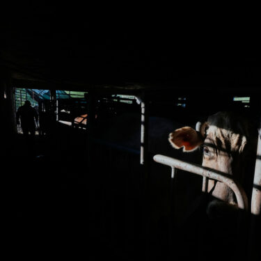 APTOPIX Mexico Diary Farm