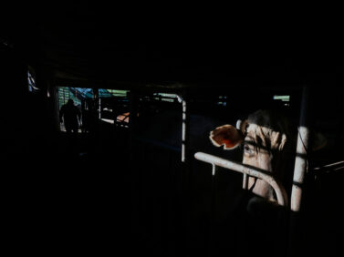 APTOPIX Mexico Diary Farm